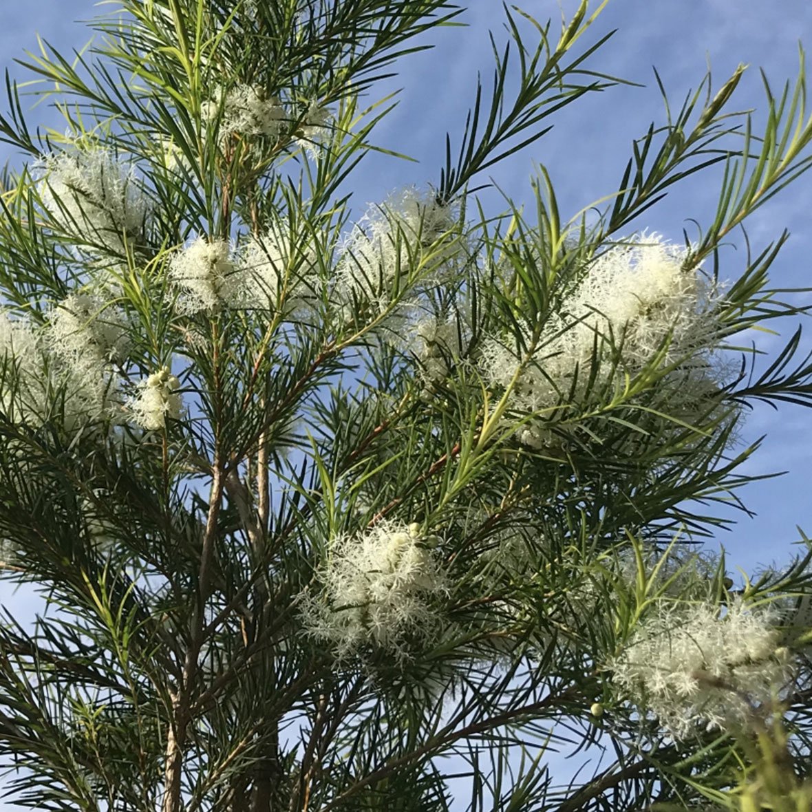 茶樹芳香精油(天然精油)5ml