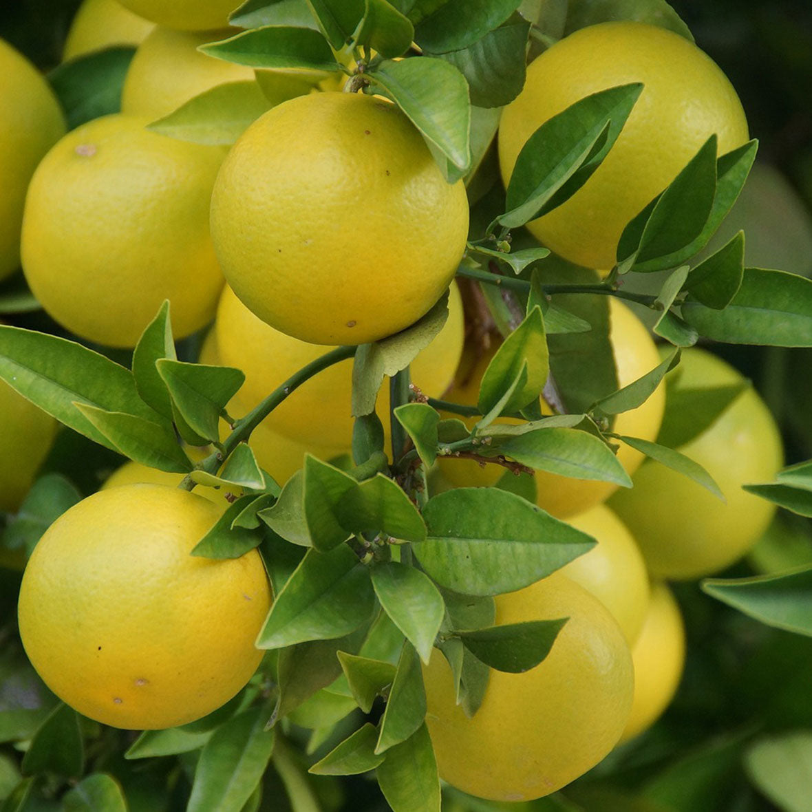 Grapefruit furocoumarin-free aroma essential oil (natural essential oil) 5ml