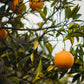 Sweet Orange Flocumarin Free Aroma Essential Oil (Natural Essential Oil) 5ml