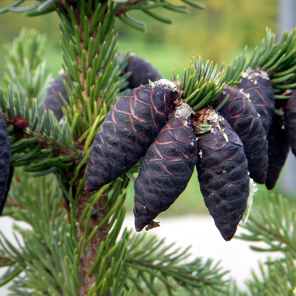 Black spruce aroma essential oil (natural essential oil) 5ml