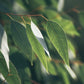 Eucalyptus radiata aroma essential oil (natural essential oil) 5ml