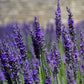Lavender aroma essential oil (natural essential oil) 5ml