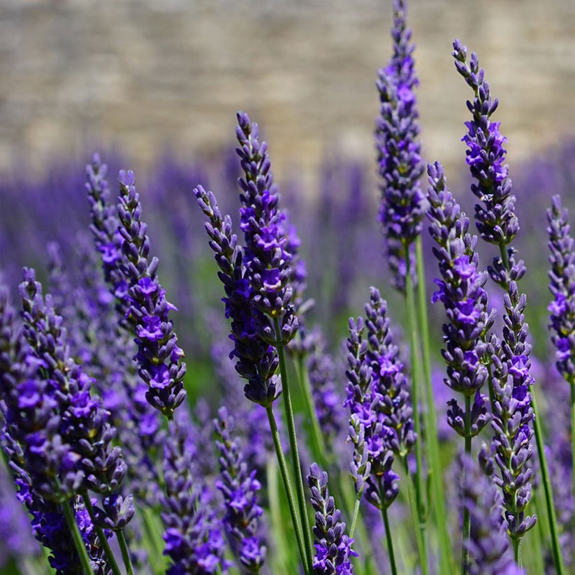 ラベンダーアロマ精油（天然エッセンシャルオイル）5ml magic Fragrance